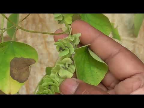 Medicinal Plants Documentary: PATHA (Cissampelos pareira L.)