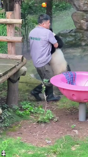 Funny panda🤣🤣let’s relax our tense nerves #panda #cute #core #tiktok