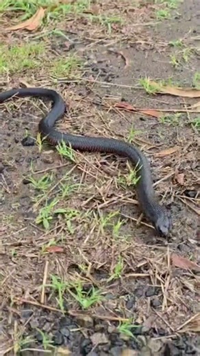 Australia Red Bellied Black Snake #snake #trending #foryou #dangeroussnake #capcut #gopro #reptiles
