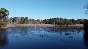 Swamp, Garden, Plants