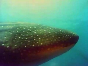 BBC The Living Planet 11/12 The Open Ocean