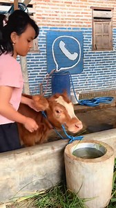 604K views · 5.6K reactions | Zahra gak dikasih uang jajan, mau jual Sapi  | Juragan Sapi | Facebook