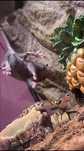 Julie Molina♡ (@__bella777) - Zoe the Hungry Ball Python Enjoys a Sweet Treat