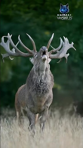Wild sika Deer in Forest #animalworld #deer 🦌