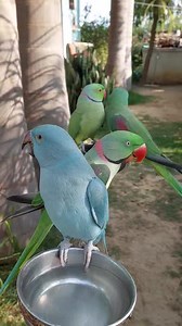 My Amazing Parrots! | Parrot Paradise