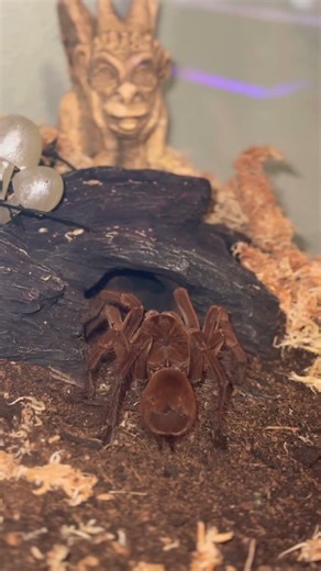 You can tell who she is from the back cause she’s heavy 😍 #tarantula #pets #dance #happy #nature