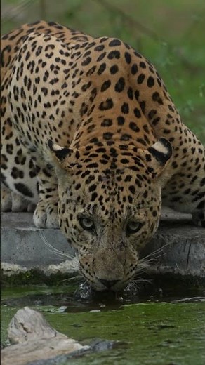 Tracking the Bold Leopard Rana 🐆 | 2 Hours in Jhalana #wildlife #wildlifeshorts #leopard #shorts