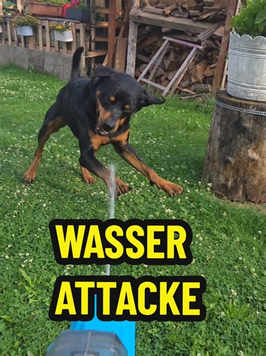 Ares der Rottweiler: Wasser-Attacke überrascht ihn eiskalt