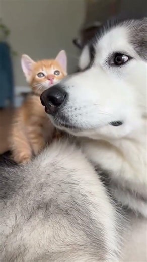 she really said "i WILL climb this mountain" and she DID 🏔️😭