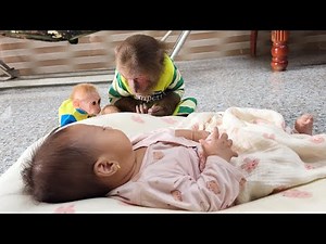 CUTIS & baby monkey plan to take care of newborn baby