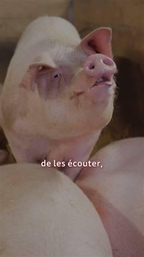La communication avec les animaux fait partie de l’agriculture moderne.