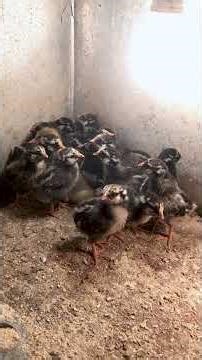 Checking On The Brooder Chicks And Gus