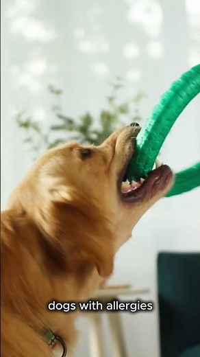 How to Choose the Best Dog Food
