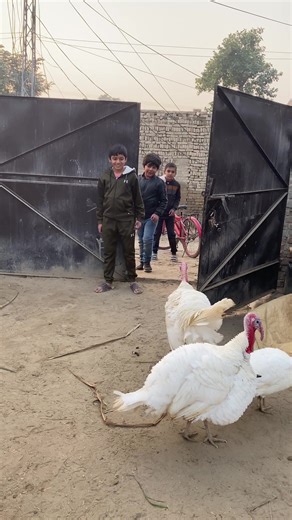 Turkey Birds Deny Entry to Children at Mini Zoo