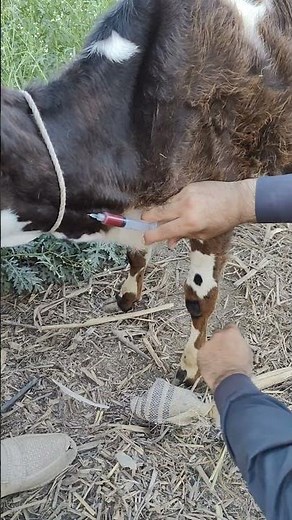 how to inject in jugular vein in calf#calf #veterinary #vet #veterinarian #veterinaria #veteran#pets
