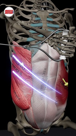 Muscle & Motion | Unlock the Power of Trunk Rotation! 🌀 The trunk horizontal rotation with a resistance band is a fantastic way to strengthen your core... | Instagram