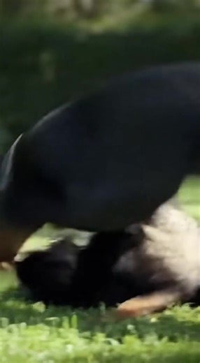 Rotti saves the baby @ | Da Boss