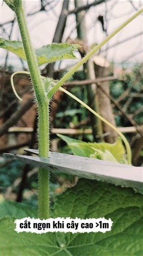Bí quyết sai trái dưa leo, Cucumber pruning tips