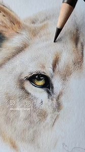 2.4K views · 236 reactions | Lioness. One of only two original coloured pencil artworks available on my website ✏️ | Olivia Bezett Artist | Facebook