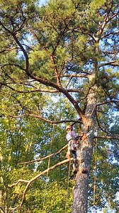 Tree Service Work _ Part 1 #viral #foryoupage #treework #arboleros #arborist #treeremoval #fyp-003 | Daily Tree