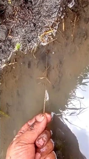 BELUT TERGANAS DI TAHUN 2006 BARU TARUH LANGSUNG SAMBAR