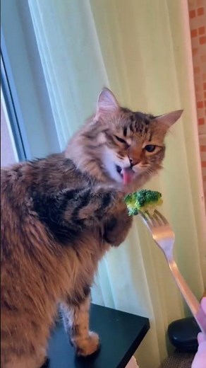 cats' reactions to broccoli