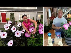 Phillip Watson Designs 2-Piece Hardy Hibiscus Live Bare Roots on QVC