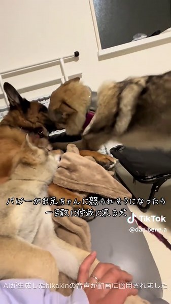 ウルフドッグパピーの素敵な仲裁シーン