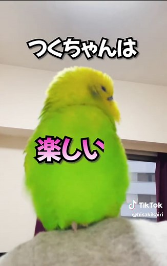 セキセイインコと新年の楽しみ