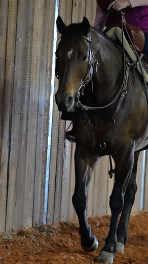 Stella's riding progress has been a miracle and we are gearing up for her comeback run..💪🏻👀 #horses #Barrelracing #barrelhorse #ehv #ComebackStory | Sharin Hall Barrel Horses