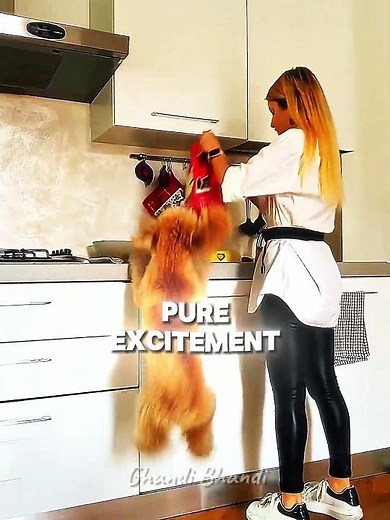 This dog is TOO EXCITED for food 😂 #doglife #pets