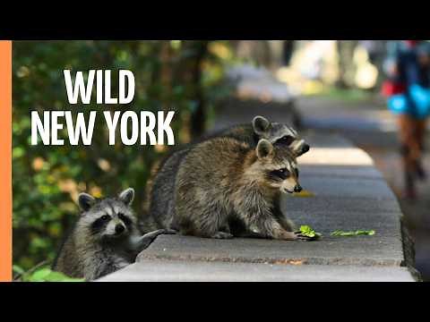 Archipelago New York: The City of Islands & Wildlife | Full Documentary