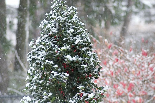 How to Grow Holly Bushes - Garden Design