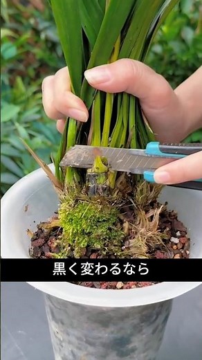 If your orchid exhibits these symptoms, it may have root rot.