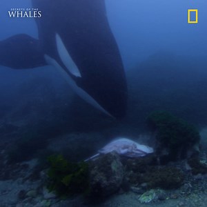 5.1K views · 169 reactions | Watch an orca matriarch invite a diver along on a mesmerizing journey in this extraordinary cross-species interaction. #SecretsOfTheWhales | National Geographic TV | Facebook