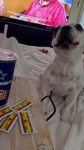 9.4K reactions · 13 shares | When you are your dog are addicted to @raisingcanes… this is not good lol. #canes #chicken #fries #fastfood #order #drivethru #frenchie #dogmom #dogsofinstagram | Walter Geoffrey | Facebook