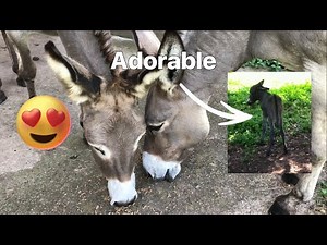 Keeping Pet Donkeys: A How To Guide