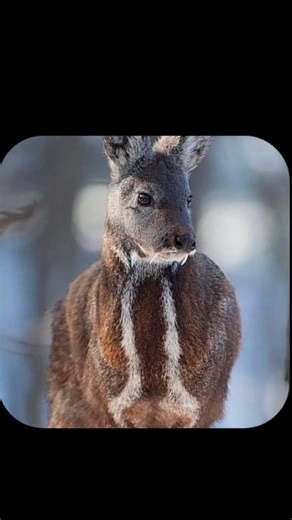 story of Musk deer