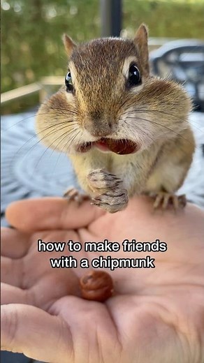 How to Befriend a Chipmunk in 3 Easy Steps 🐿️