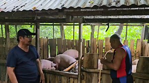 Back To Basic Hog Raising With Available Raw Materials For Feeds! There was a time when the basic hog feeds for backyard farmers were just a mix of Corn and Rice Bran with chopped bananas or papaya. The breed was just the black native pigs and farmers were making money. But there came the hog revolution with the introduction of hybrids which required good feeds for maximized growth and profitability. The feeds became more costly and farmers complained of very little income, if at all. What made 
