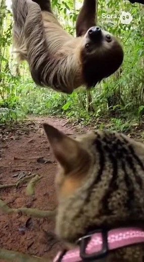 Slow Sloth vs Fast Tabby Cat: The Most Awkward Showdown Ever! 🦥🐱