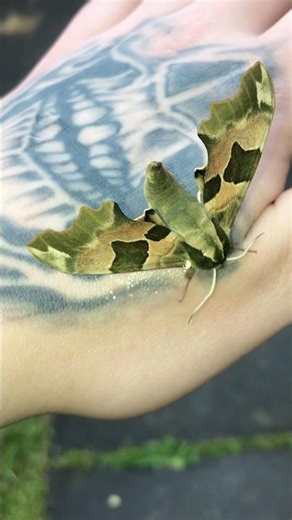 Nature’s Master of Disguise: The Lime Hawk-Moth