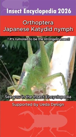 [Insect Encyclopedia 2026] Yabukiri Nymph: Small Ambush! Growing Stronger #Katydid #WildlifeNature