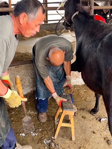 Transforming a Donkey's Hooves After 3 Years