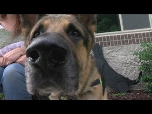 Carter County veteran starts program allowing veterans to adopt animals for free