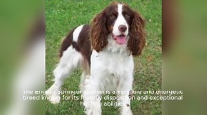 The English Springer Spaniel