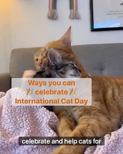 Happy International Cat Day! 🎉 In honor of all the wonderful cats around the world, today’s a great day to increase enrichment for your cat, pamper them with their favorite things, and help cats that don’t have homes. ❤️ -samantha | Best Friends Animal Society
