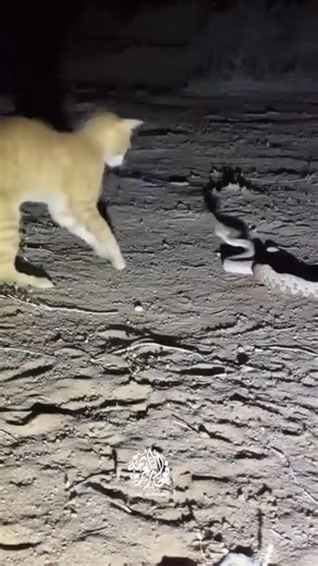 3.5M views · 10K reactions | A fight between a snake and a cat | CBLJC - Church of Body of Lord JESUS Christ, Athumanesar Ministries | Facebook