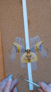 Pinning the wings of an imperial moth. This is the species I taught my last pinning class with. This particular one was left over in fact (I always bring spares) and had been in the relaxing chamber for five days - not recommended. However there were no signs of mold, so after a quick precautionary treatment I pinned it out. I love the banana yellow of these moths. Sadly no antenna for this one, it's from an old collection. And while I'm confident with repairing antennas, I can't repair what isn