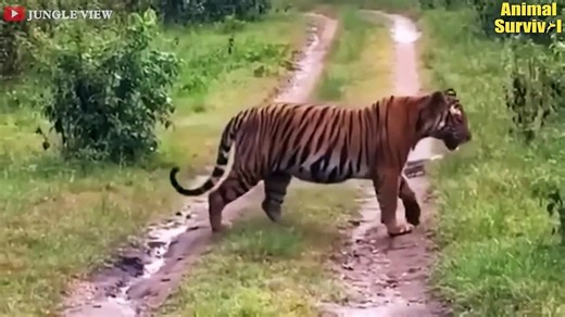 45 Moments Horrible Attacks Of Giant Pythons - Pythons vs Tigers, Leopards, Crocodiles